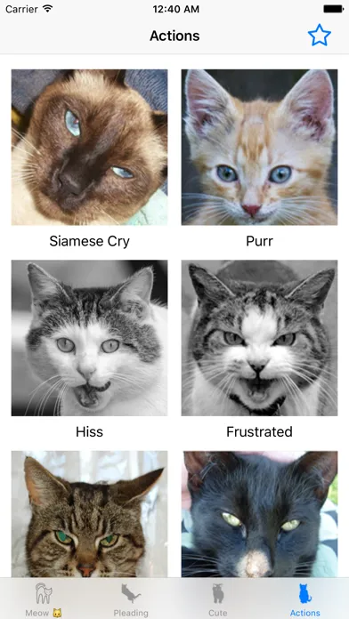 صور Cat sound - for cat lovers