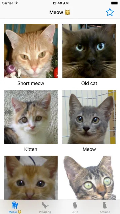 صور Cat sound - for cat lovers