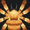 Spider Splatter