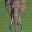 Hungry Elephant Yo!