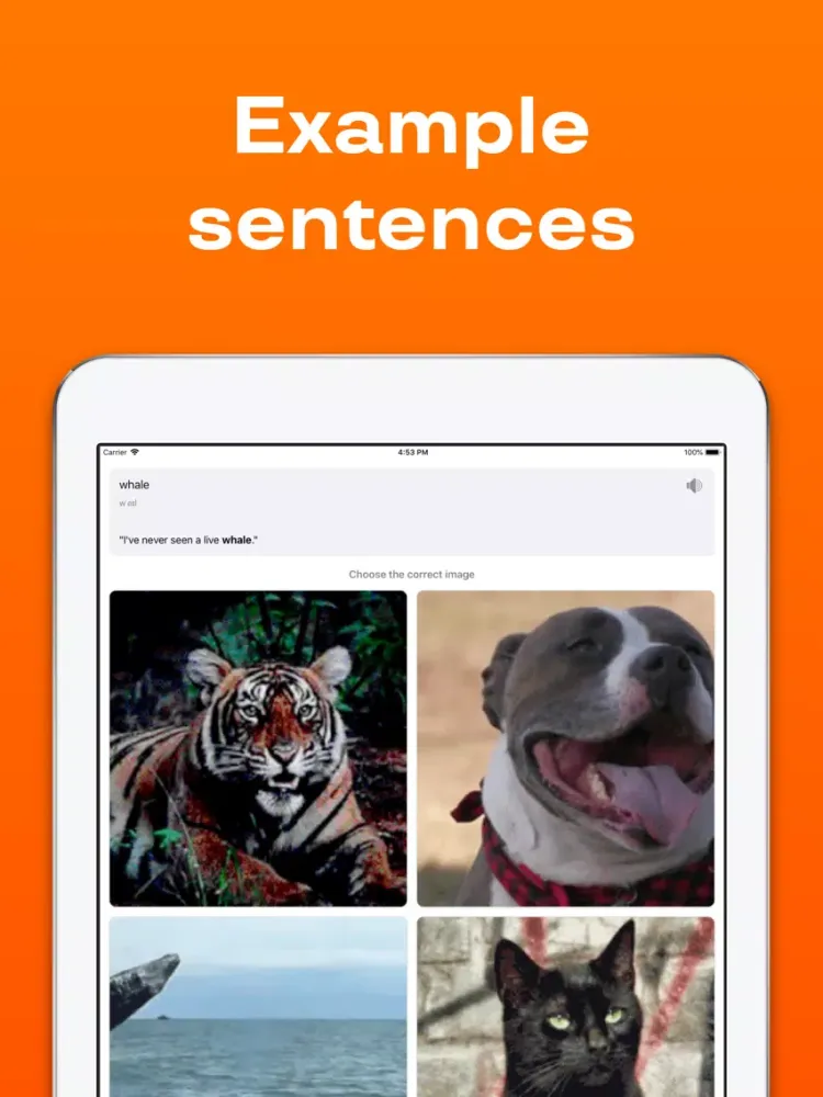 Reji – Vocabulary Builder App iPad  Screenshots