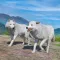 Wolf Simulator Jungle 3D Game