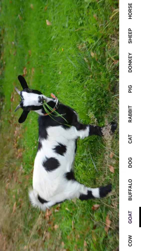 Capturas de tela do AnimalDictionario