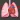 STS Cardiothoracic Surgery