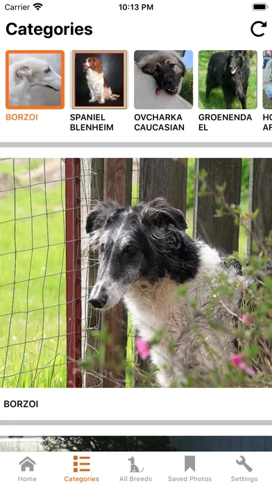 Dog Master - Dog Lover App سکرین شاٹس