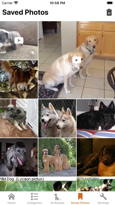 Dog Master - Dog Lover App سکرین شاٹس