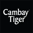 Cambay Tiger