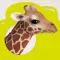 Who am I? Discover Wildlife