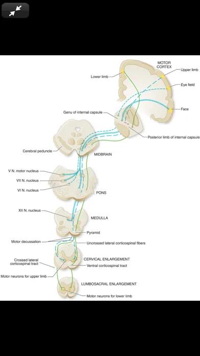 Adams & Victor's Neurology 12E سکرین شاٹس