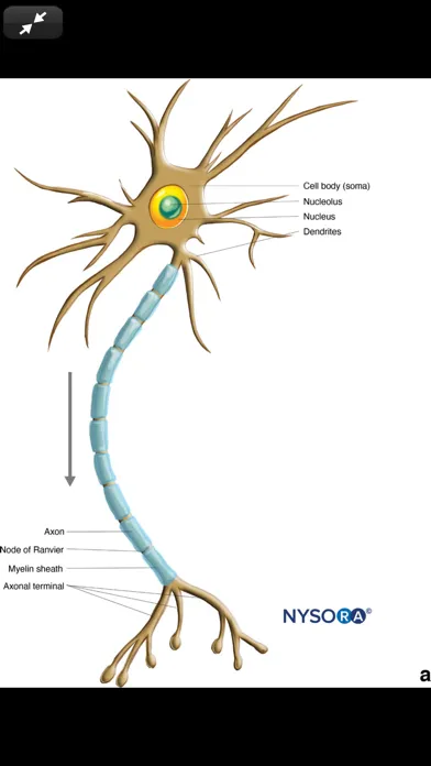 Zrzuty ekranu Hadzic's Nerve Blocks, 3E