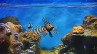 Tangkapan skrin Fish Fingers! 3D Interactive Aquarium
