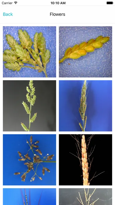 Zrzuty ekranu Weed Identifier