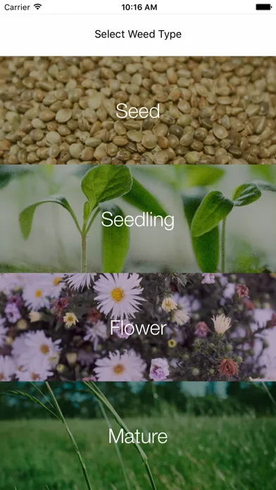 Zrzuty ekranu Weed Identifier