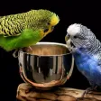 Kiwi the Parakeet