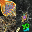 3D Biology + 3D Biology +