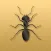 Disturbing Ants