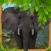 Wild Elephant Simulator 3D