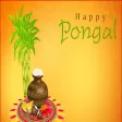 Happy Pongal Greetings And Messages