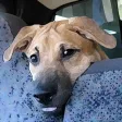 VetMath VetMath