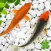 Koi Pond Fish - Live Aquarium