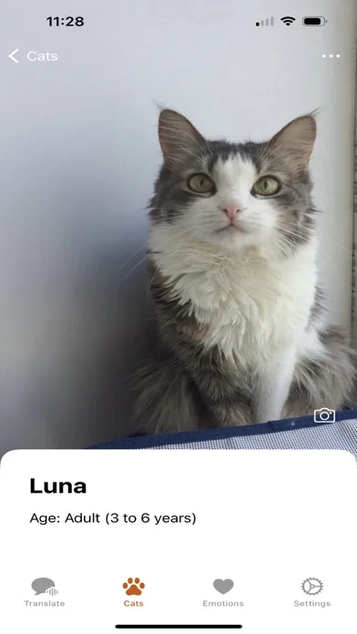 Cat Translator Meowlingo Ekran Görüntüleri