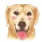 Watercolor Labrador Retriever