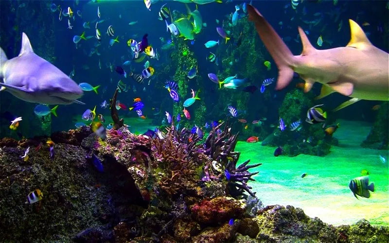 Tangkapan layar Aquarium Live HD+ Screensaver
