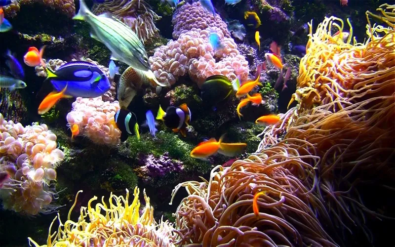 Tangkapan layar Aquarium Live HD+ Screensaver