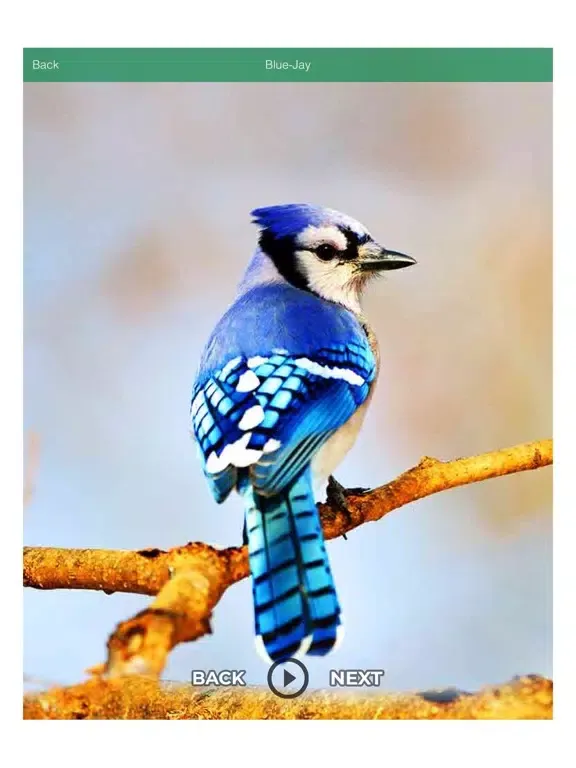 Funny Sound - Animal - Birds iPad  스크린샷