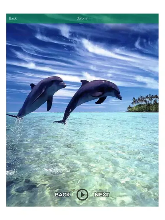 Funny Sound - Animal - Birds iPad  스크린샷