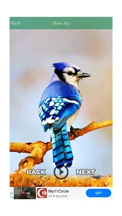 Funny Sound - Animal - Birds 스크린샷
