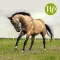 HD Horse Wallpapers