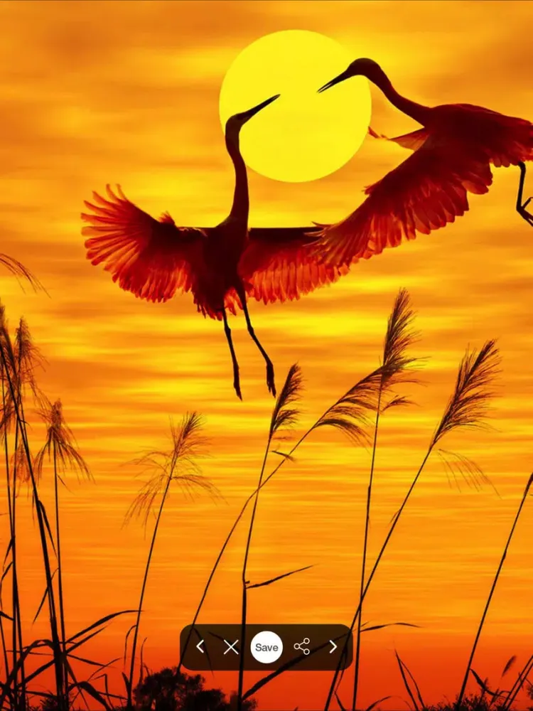 Ảnh chụp màn hình của HD Wallpapers for Sunset iPad 