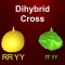 Dihybrid cross