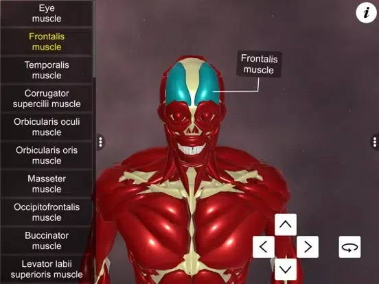 Learn Muscular System iPad  سکرین شاٹس