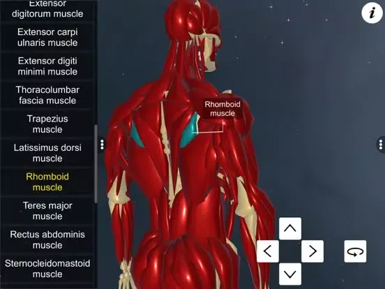 Learn Muscular System iPad  سکرین شاٹس
