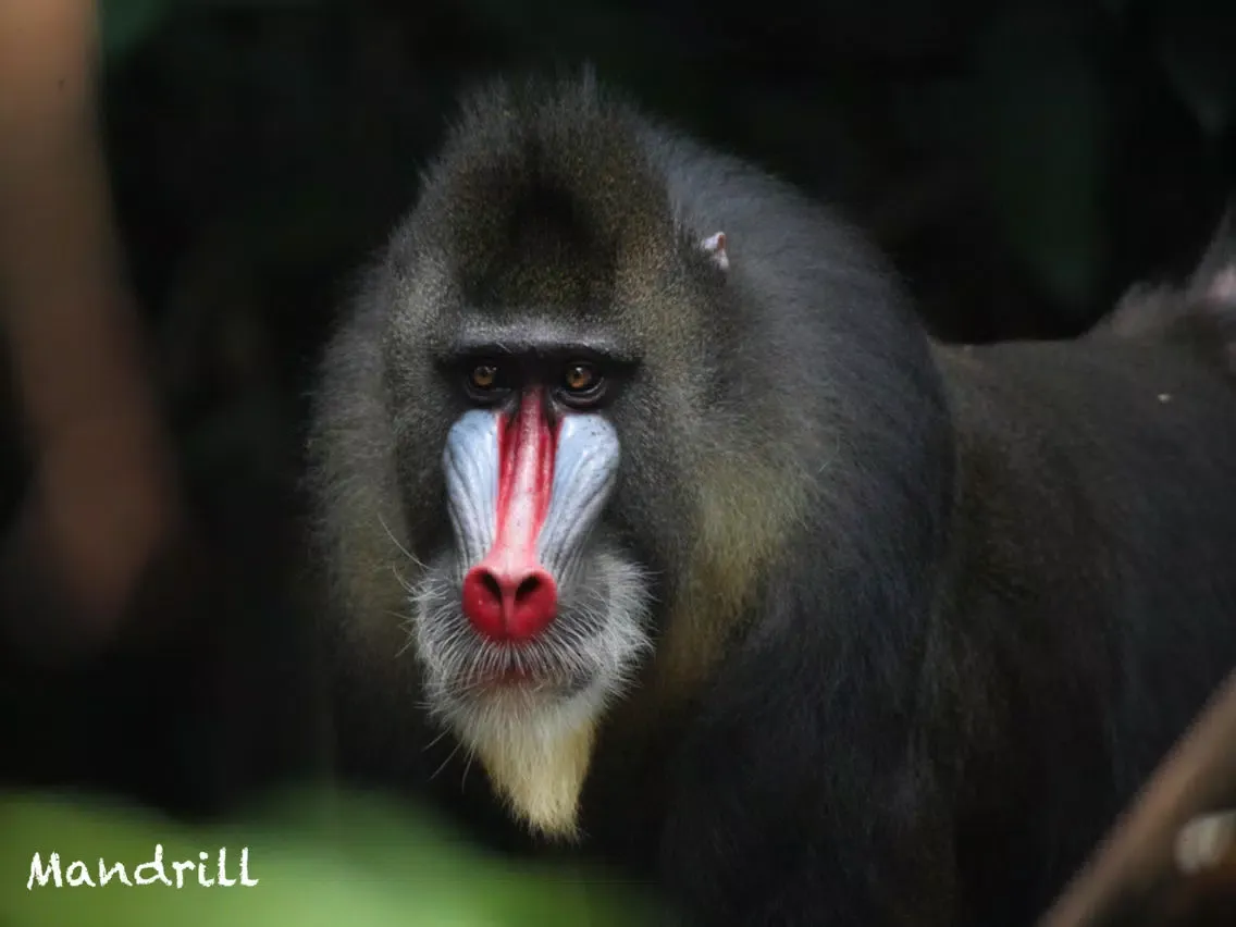 Screenshot di Amazing Rainforest iPad 