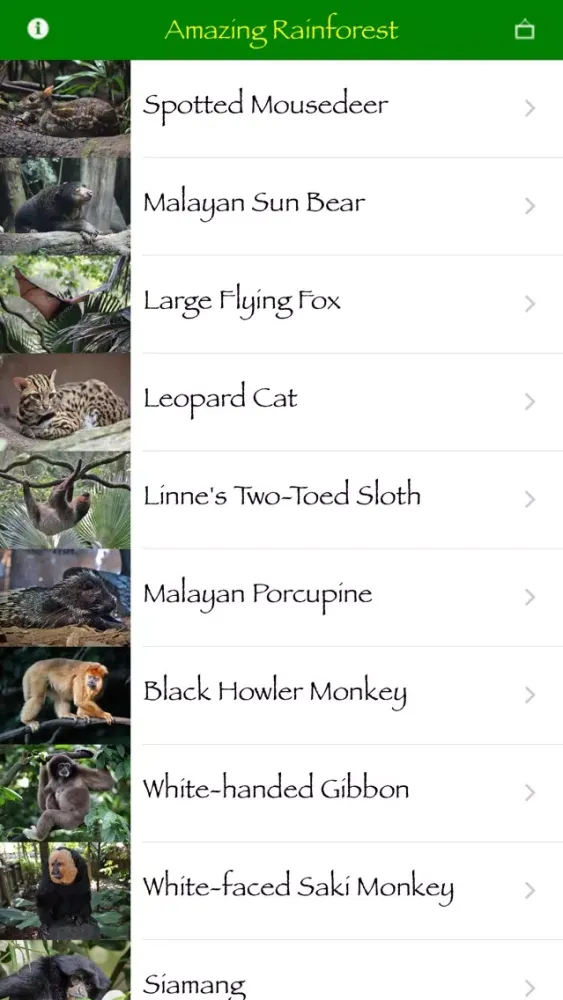 Screenshot di Amazing Rainforest
