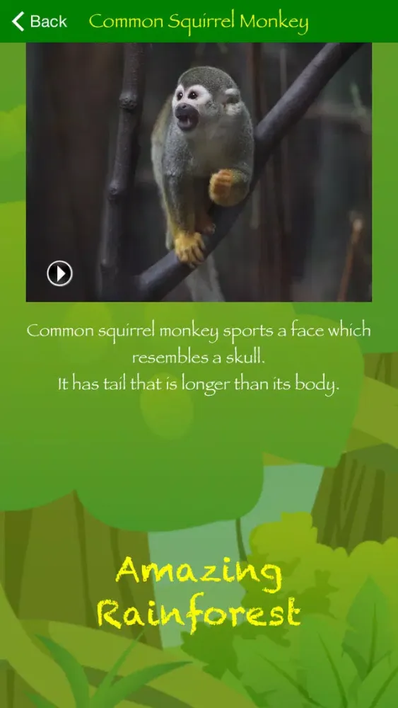 Screenshot di Amazing Rainforest