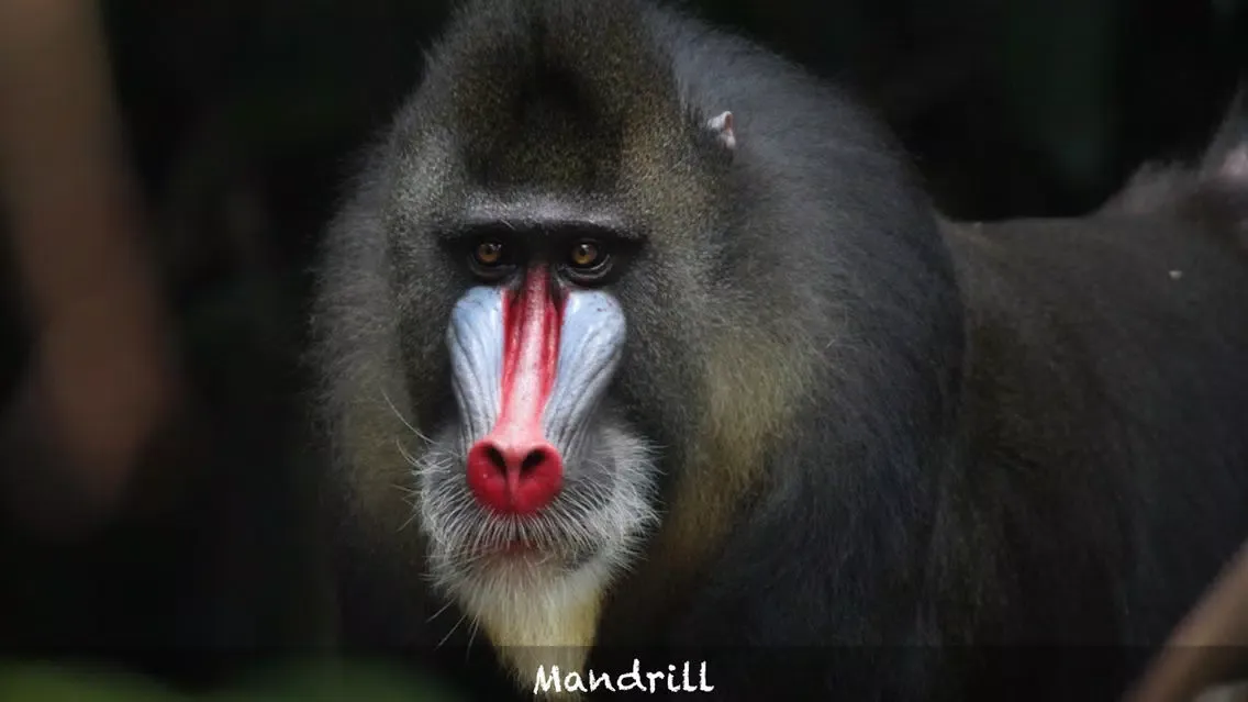 Screenshot di Amazing Rainforest