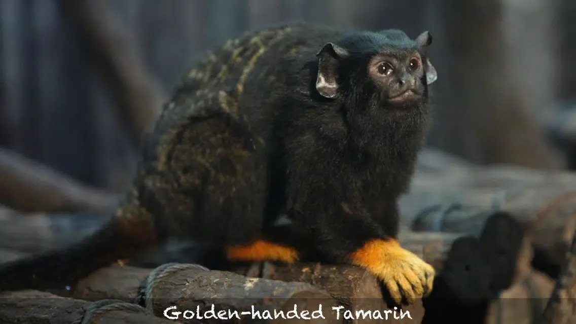 Screenshot di Amazing Rainforest