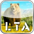 LTA