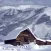 Visit Steamboat
