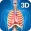 Respiratory System Anatomy