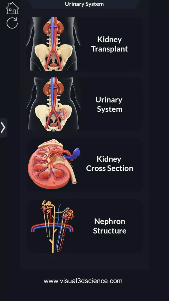 ภาพหน้าจอของ My Urinary System