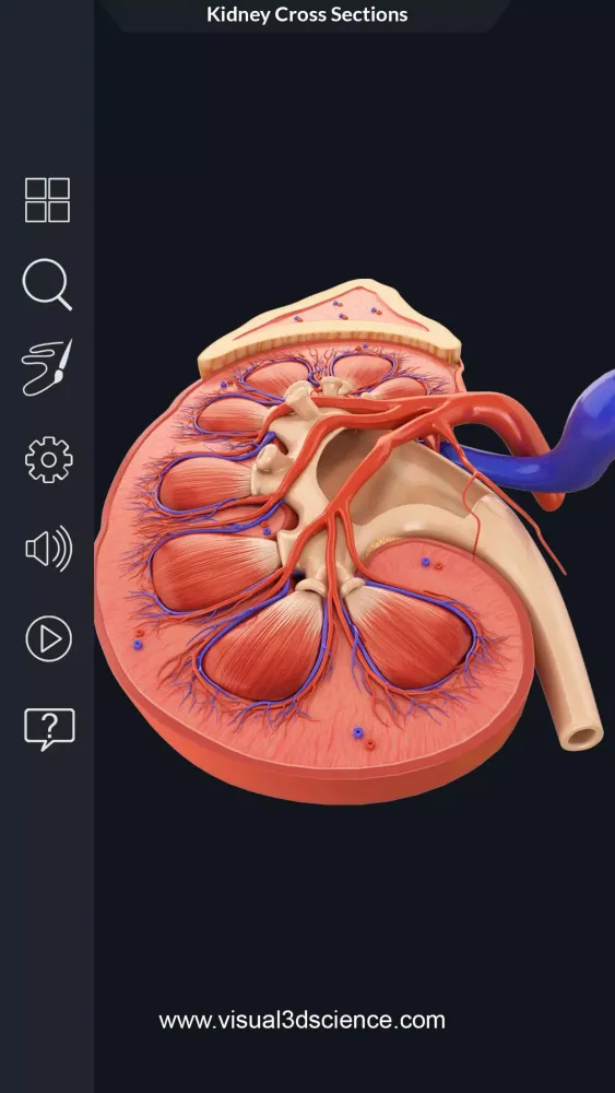 ภาพหน้าจอของ My Urinary System