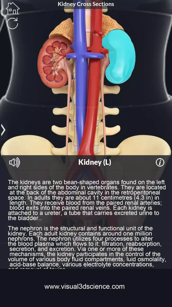 ภาพหน้าจอของ My Urinary System