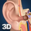 My Ear Anatomy My Ear Anatomy