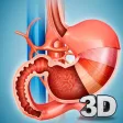 My Stomach Anatomy