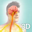 My Nervous System Anatomy My Nervous System Anatomy